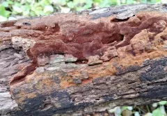 Phellinidium ferrugineofuscum thumbnail 2