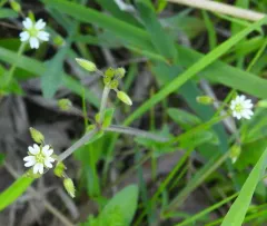 Common mouse-ear chickweed thumbnail 4
