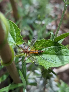 California Tipula thumbnail 3