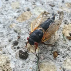Pharaoh Cicada thumbnail 4
