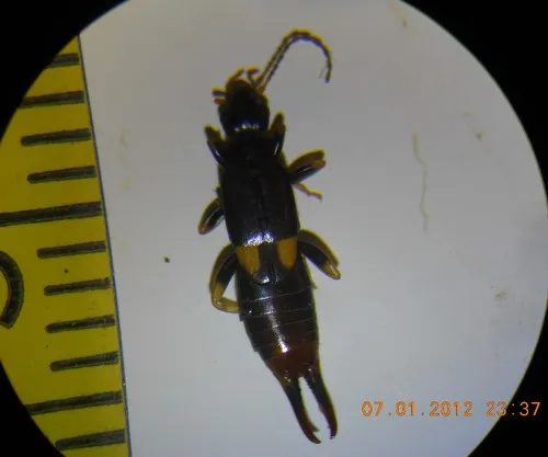 Bone-house Earwig