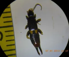 Bone-house Earwig thumbnail 1