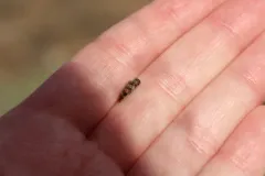 Bitterbrush Jewel Beetle thumbnail 1