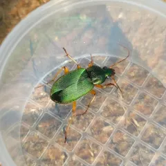 Green Pubescent Ground Beetle thumbnail 2