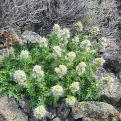 sticky phacelia thumbnail 4