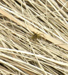 Saltmarsh Thin-legged Wolf Spider thumbnail 2