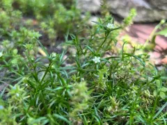 Japanese Pearlwort thumbnail 3