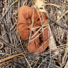 pig's ears thumbnail 4