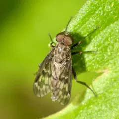 Rhagio plumbeus thumbnail 3