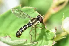 Symmetric Globetail thumbnail 2