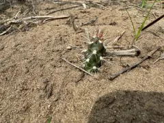 tree cholla thumbnail 2