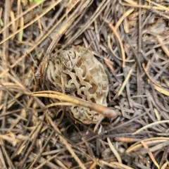 Natural Black Morel thumbnail 4