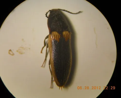 Ampedus oblessus
