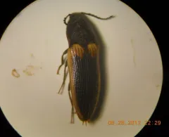 Ampedus oblessus thumbnail 1