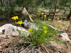 Whiskbroom Parsley thumbnail 1