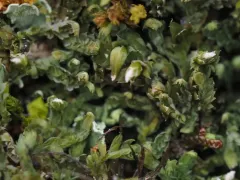 Waxy Earwort thumbnail 3