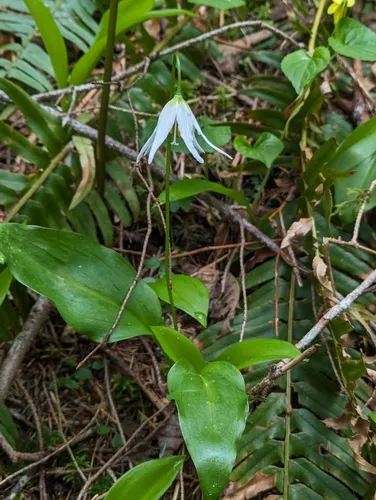 Coast Range Fawn-lily