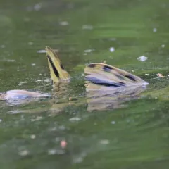 Longnose Gar thumbnail 4