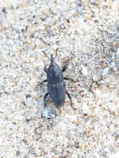 Timothy Billbug thumbnail 3