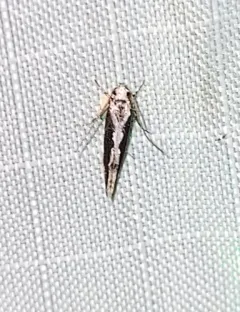 Coleotechnites Flower Moth thumbnail 2