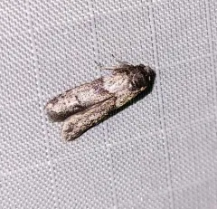 Acorn Moth thumbnail 3