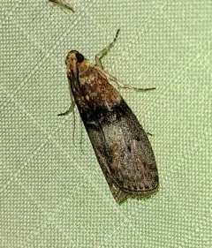 Belted Leafroller Moth thumbnail 3