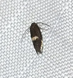Perittia herrichiella thumbnail 4