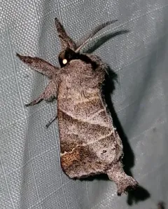 Angle-lined Prominent thumbnail 2