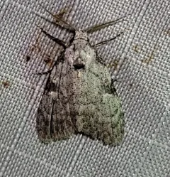 Coastal Plain Meganola Moth thumbnail 4