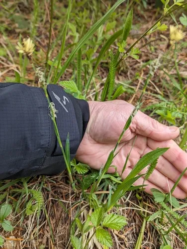 California sedge