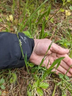 California sedge thumbnail 1