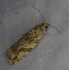 Maple Twig Borer Moth thumbnail 3