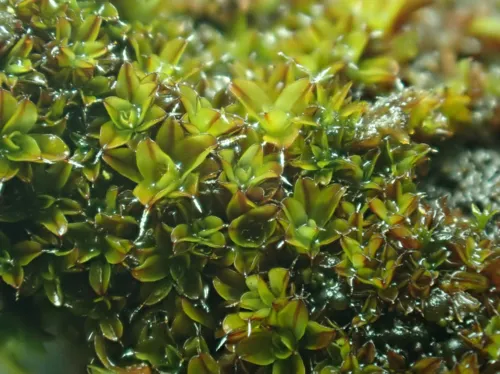 Lesser Screw-moss
