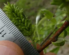 silky willow thumbnail 2