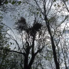 American Black Bear