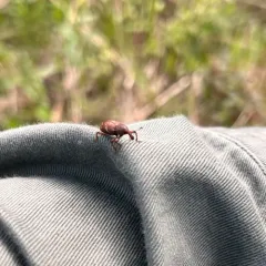 Purple Loosestrife Root Borer thumbnail 3