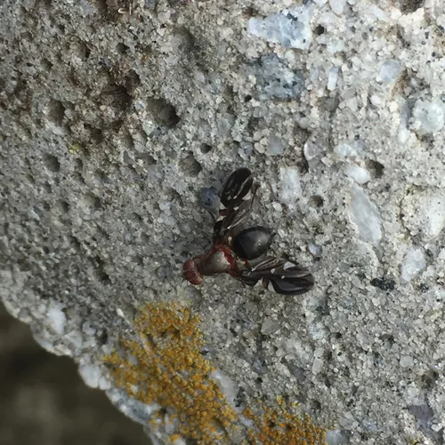Common Picture-winged Fly
