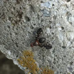 Common Picture-winged Fly thumbnail 1