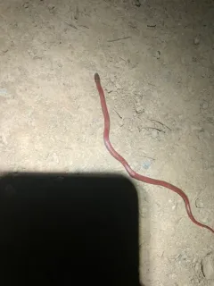 Forest Sharp-tailed Snake thumbnail 3