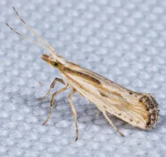 Dame's Rocket Moth thumbnail 3