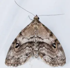 Gold-lined Melanomma Moth thumbnail 3