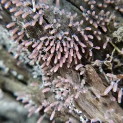 Stemonitopsis typhina thumbnail 4