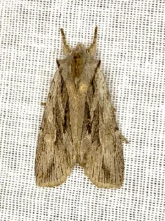 Cedar Pinion thumbnail 3