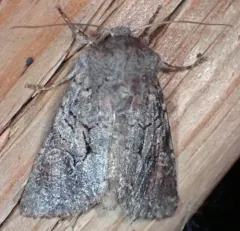 Orthosia segregata thumbnail 3