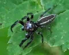 Sylvan Jumping Spider thumbnail 2