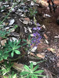 Plumas lupine thumbnail 3