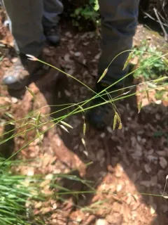 Geyer's Oniongrass thumbnail 4