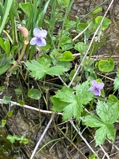rain violet thumbnail 1