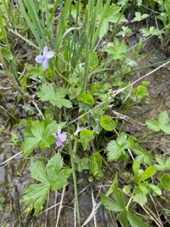 rain violet thumbnail 4