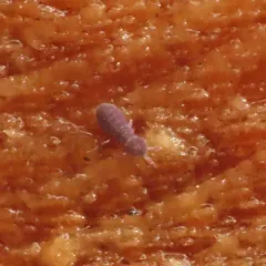 Lophognathella choreutes thumbnail 4